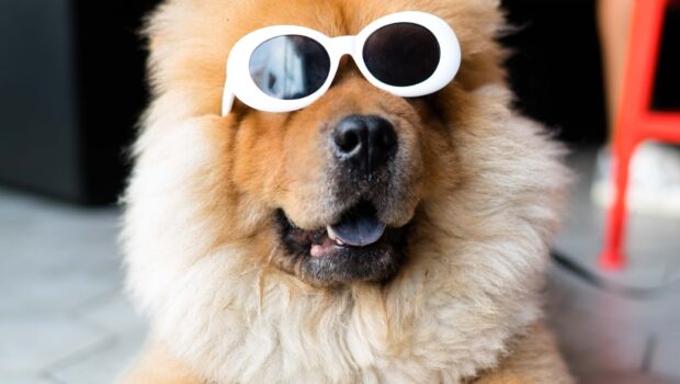 Dog With Shades