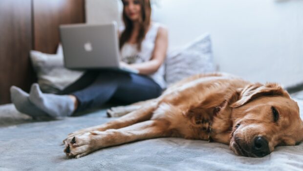 Pet owner researching pet insurance
