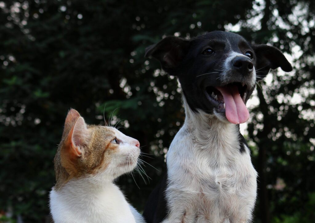 Sincere cat looking at dog
