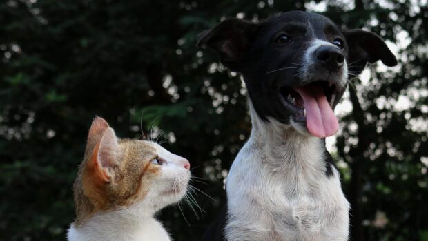 Sincere cat looking at dog