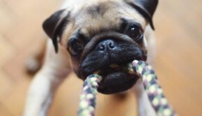 Pug nibbles on rope