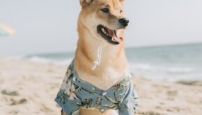 Shiba with beach clothing