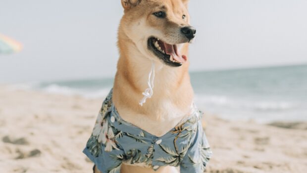 Shiba with beach clothing